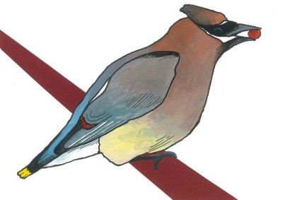03-Cedar Waxwing