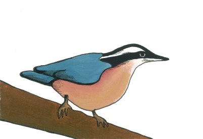 13-Nuthatch